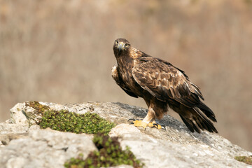 Adult male golden eagle in a mountainous area of oak trees and rocks with the first light of a cold winter day