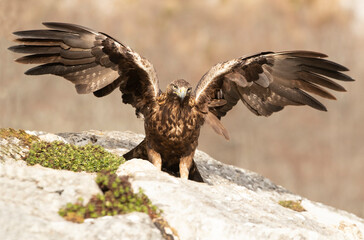 Adult male Golden Eagle with the first light of the day in a mountainous area of his territory on a rock