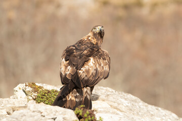 Adult male golden eagle in a mountainous area of oak trees and rocks with the first light of a cold winter day