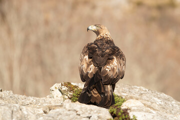Fototapeta premium Adult male Golden Eagle with the first light of the day in a mountainous area of his territory on a rock