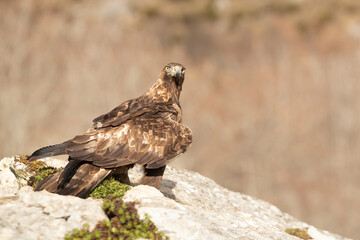 Adult male Golden Eagle with the first light of the day in a mountainous area of his territory on a rock