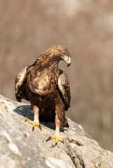 Adult male Golden Eagle with the first light of the day in a mountainous area of his territory on a rock