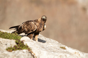 Adult male Golden Eagle with the first light of the day in a mountainous area of his territory on a rock