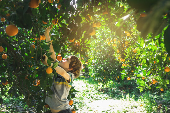 The boy reaches for a branch with bright oranges.