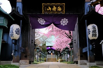 密蔵院桜