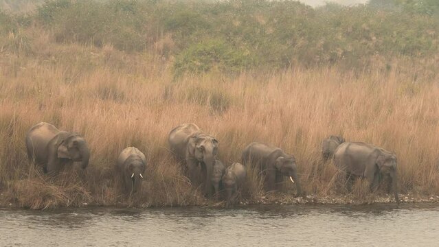 wild asian elephant or tusker family or herd in action drinking water or quenching thirst from ramganga river at dhikala zone of jim corbett national park uttarakhand india - Elephas maximus indicus