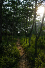 a path in the middle of the forest in the morning