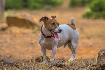 a happy Jack Russel dog in nature