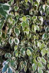 a grove of whitish green leaves from the Ficus benjamina plant