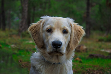 golden retriever staring