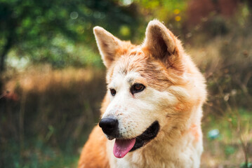 portrait of a young female akita inu in the forest