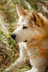 portrait of a young female akita inu in the forest