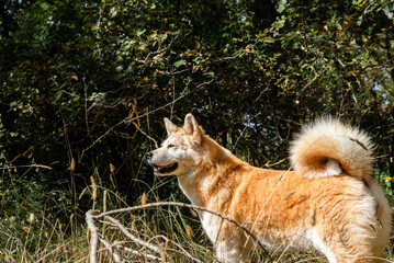 young female akita inu alert, watchful on the forest in a cloudy day of winter