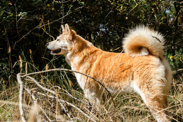 young female akita inu alert, watchful on the forest in a cloudy day of winter