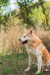 portrait of a young female akita inu in the forest