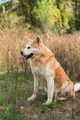 portrait of a young female akita inu in the forest