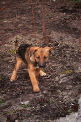 Naklejka premium An orange red and white cur homeless dog is sitting on a dry grass and dirty ground looking at the camera.