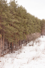 Pine green trees are on the side of the frame going to the perspective during a snowy winter or spring. Clear white sky is above