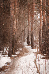 Fototapeta premium A pathway in the forest among pine trees during a spring. Snow is melting on the footpath.