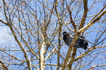 pigeon on a tree