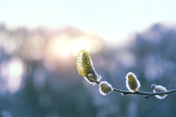 Beautiful fluffy willow buds close up. pussy willow branch on sunny light blurred natural...