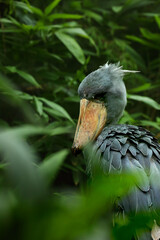 The shoebill (Balaeniceps rex) also known as whalehead, whale-headed stork, or shoe-billed stork, in one of the biggest bird.