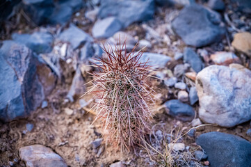 Cactus in the desert 