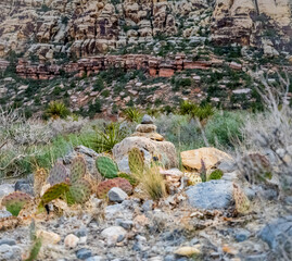 Cactus in the desert 