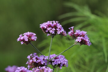 日本の秋の庭に咲くバーベナボナリエンシスの紫色の花