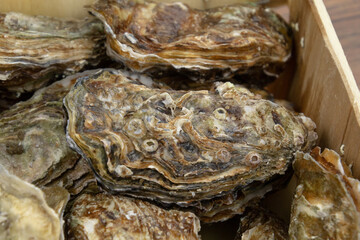 close up of fresh oysters in a hamper