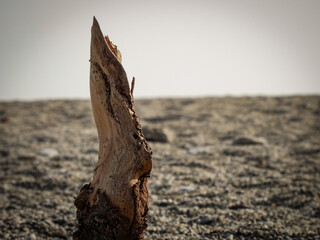 Trunk on beach