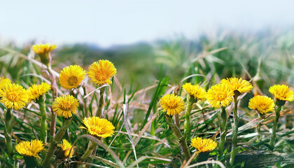 Coltsfoot flowers (Tussilago farfara) close up on meadow, sunny natural background. early spring season. beautiful first spring seasonal yellow coltsfoot flowers - obrazy, fototapety, plakaty