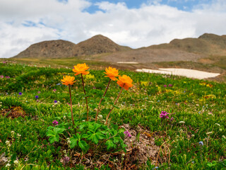 Fototapeta premium Trollblume in spring Globeflower in front of the white glacier. Green Alpine plateau.