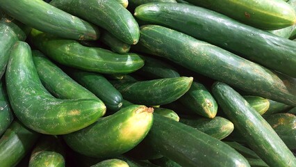 Cucumbers (Cucumis sativus) cucumber salad or snake cucumber