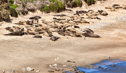 sea lions on the beach