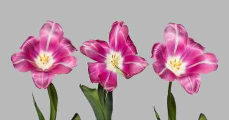 three blooming withering pink purple tulips isolated