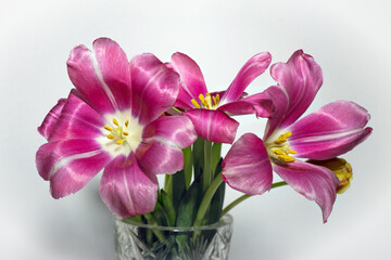 three blooming withering pink purple tulips
