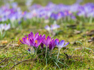 wunderschöne Krokusse im Frühling Hintergrund