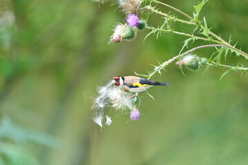 european goldfinch sitting on a purple thistle
