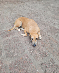 A picture of a stray dog resting under shadow during daytime.