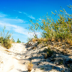 sand dunes and grass on blue sky background square