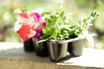 Young fresh seedling stands in plastic pots. petunia seedlings sprout