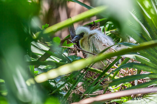 Reddish Egret chick nestled into a nest deep into tree cover.