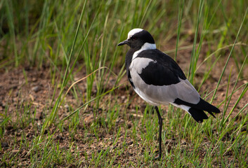 Blacksmith plover standing in the green grass