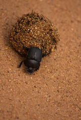 Dung beetle pushing its ball of dung