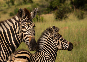 Mother and baby Burchell's Plains Zebra together