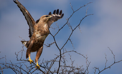 Raptor taking flight from a branch