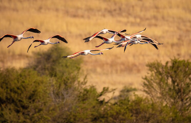 Flock of flamingo flying together © Hislightrq