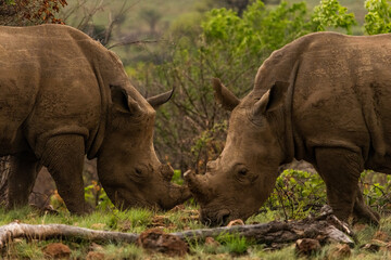 Two white rhino feeding together