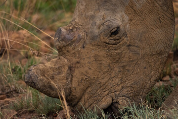 Close up of a white rhino face with horns previously removed
